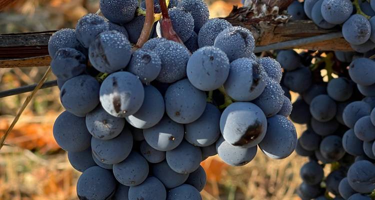 Macro shot of ripe blue grapes covered in morning dew on the vine