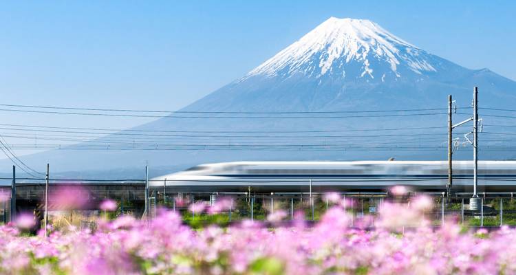 Snow-capped Mount Fuji towering above a speeding Shinkansen with pink wildflowers in foreground