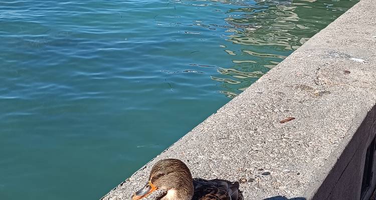 Vista cercana de un pato descansando en la orilla de hormigón junto al lago con agua azul de fondo