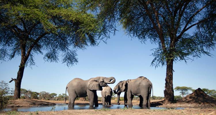 Una familia de elefantes bebe en un abrevadero rodeado de altas acacias bajo un cielo azul profundo.