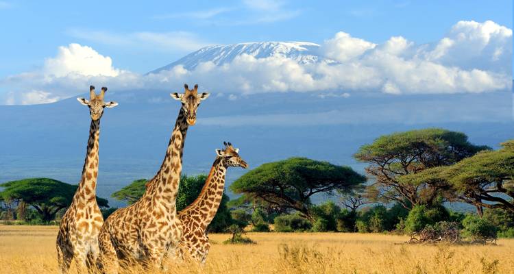 Three giraffes stand in golden savannah grass with snow-capped Mount Kilimanjaro framed by clouds behind them