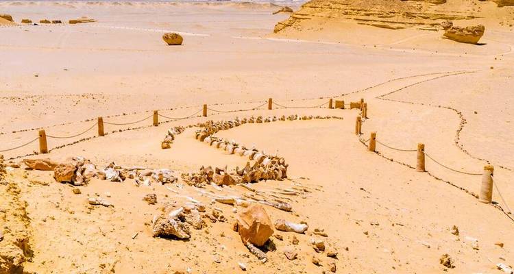 Gefossiliseerd walvissenkelét uitgestald in het zand van de Wadi Al Hitan woestijnlocatie