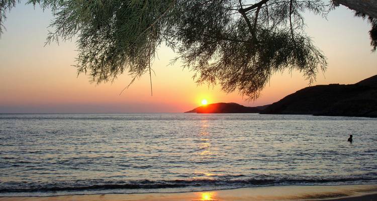 Serene beach sunset viewed beneath overhanging pine branches with a lone swimmer