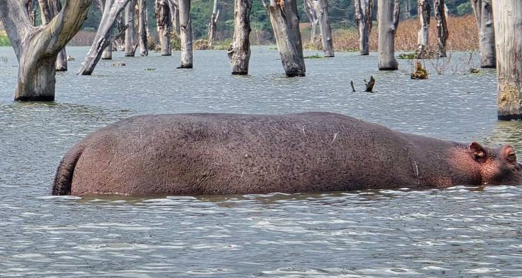 Hipopótamo semi-sumergido en un lago lleno de troncos de árboles muertos.