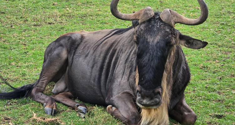 Ñu descansando acostado en el pasto verde de la sabana abierta.