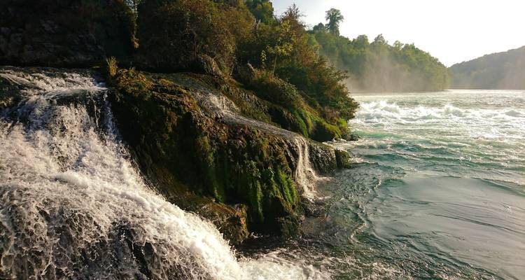 Las poderosas aguas del Rin cayendo en cascada sobre rocas cubiertas de musgo con neblina levantándose bajo la luz matutina.