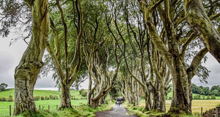 Avenue atmosphérique d'entrelacement de hêtres connue sous le nom de Dark Hedges avec des promeneurs au loin