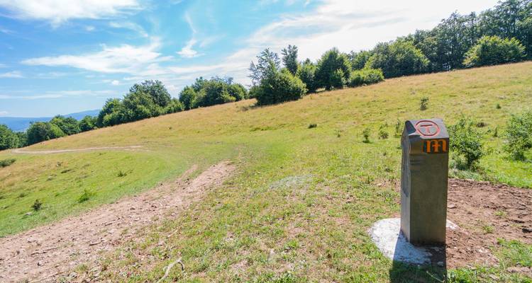 Grüne Hügellandschaft mit einem Betonmarker der Via Transilvanica unter einem strahlend blauen Himmel mit Blick auf wellige Weiden.