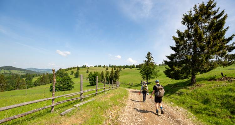 Zwei Rucksacktouristen wandern auf einem rustikalen Feldweg, der von Holzzäunen, sanften grünen Weiden und Kiefern unter klarem Himmel begrenzt wird.