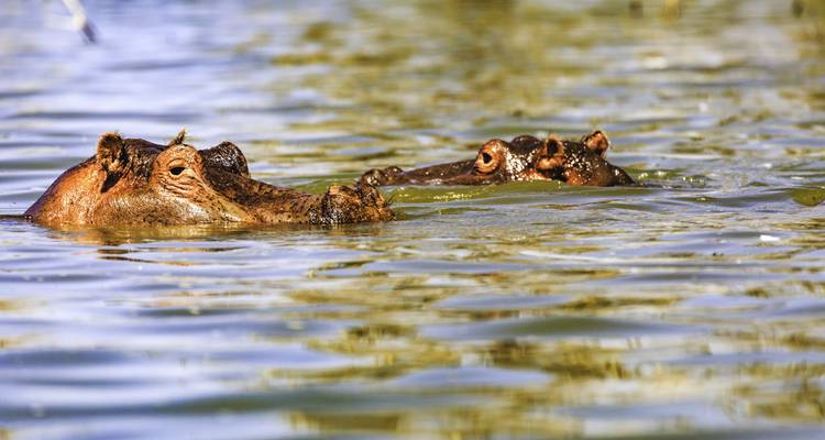 Dos hipopótamos parcialmente sumergidos en agua tranquila del río, con los ojos y orejas justo por encima de la superficie.