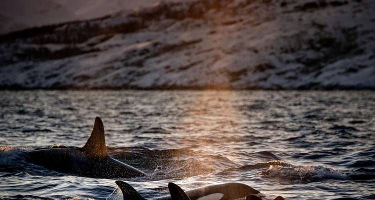 Orcas breaking the water’s surface at dusk with snowy mountains faintly lit in the background.
