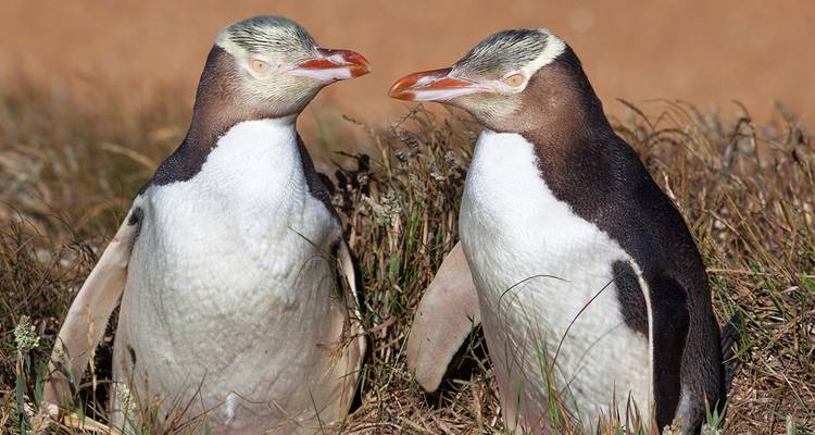Pair of yellow-eyed penguins standing in dune grasses facing each other