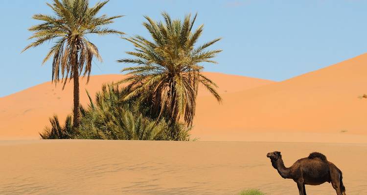 Eenzame kameel die naast palmbomen op gouden woestijnduinen staat