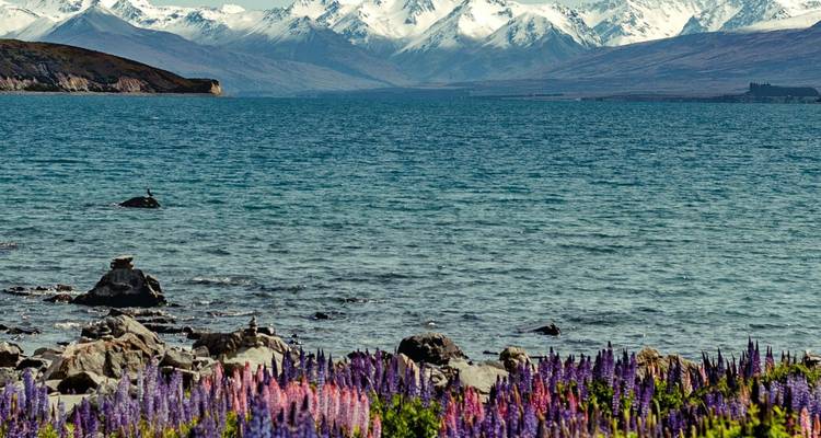Lac alpin avec des fleurs de lupin au premier plan et une toile de fond de montagnes enneigées.