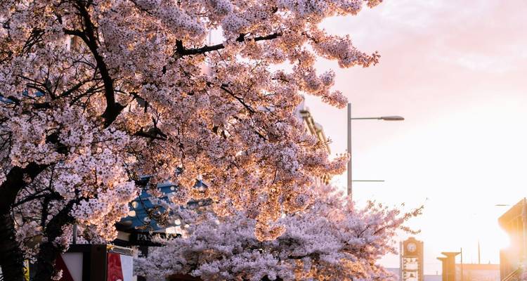 Las flores de cerezo de un rosa suave enmarcan una escena callejera urbana bajo la cálida luz del amanecer.