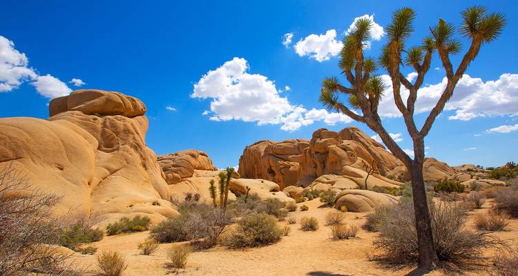 Un distintivo árbol de Joshua se destaca entre rocas redondeadas y terreno desértico arenoso bajo un cielo azul brillante.