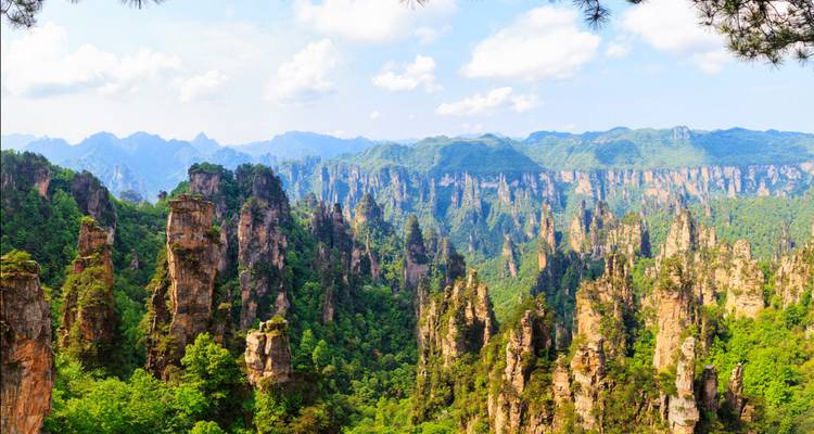 Lush green forest with hundreds of towering sandstone pillars in Zhangjiajie National Park.