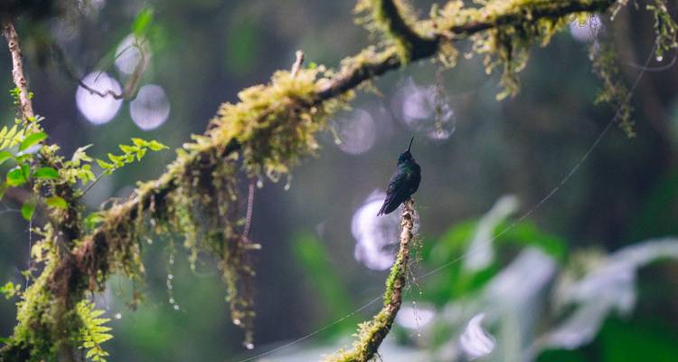 Small iridescent hummingbird perches on a mossy rainforest branch amid dewy foliage.