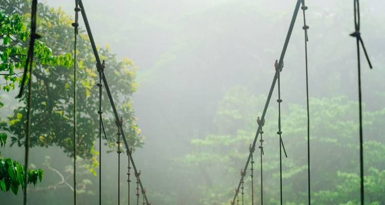 Suspension bridge disappears into misty green canopy of a cloud forest.