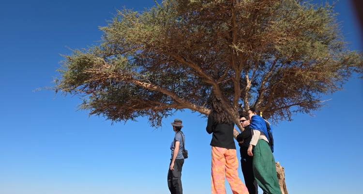 Travelers rest in the shade of a lone acacia tree under clear desert skies.