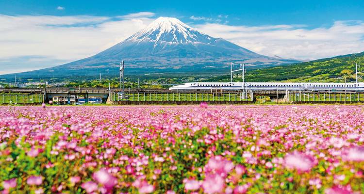 Der schneebedeckte Berg Fuji ragt über ein lebendiges Feld rosa Blüten auf, während ein Shinkansen vorbeisaust.