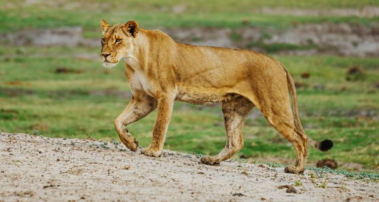 Leona caminando con paso firme a través de la pradera abierta, con los músculos bien marcados contra un fondo verde desenfocado