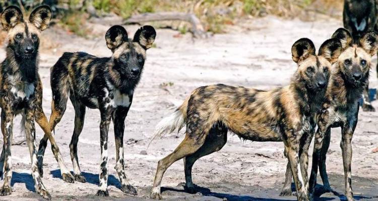 Manada de perros salvajes africanos alerta sobre el lecho arenoso del río