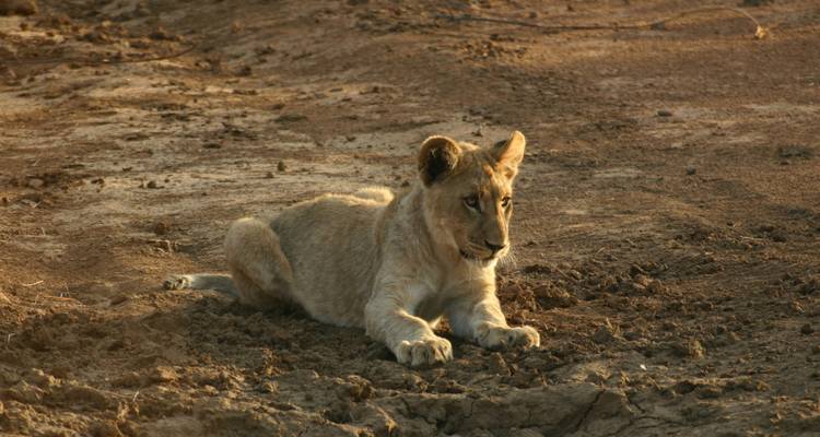 Cachorro de león joven descansando alerta sobre tierra seca al atardecer