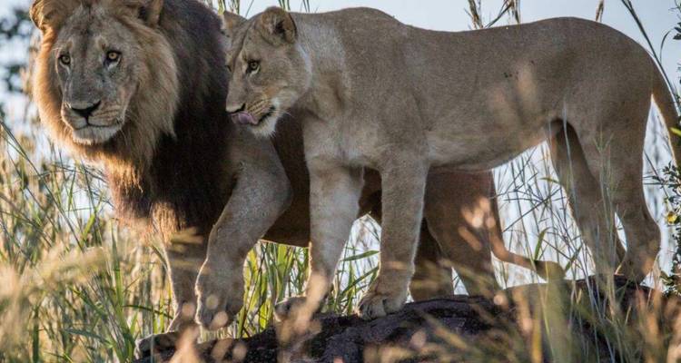 Gros plan d'un lion mâle et d'une lionne debout sur un rocher dans l'herbe haute sous la lumière du jour.