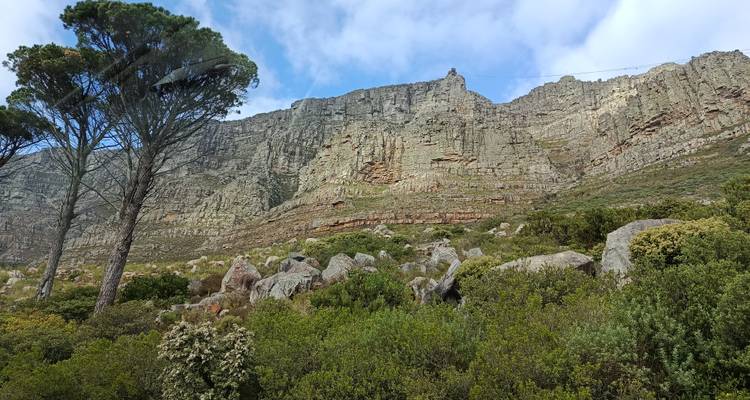 Steep rocky cliff face of Table Mountain towers above green shrubs and a lone tall tree under scattered clouds.