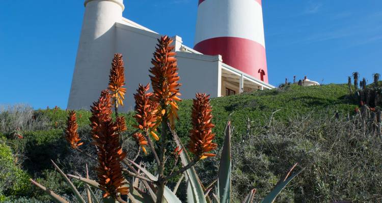 A red-and-white striped lighthouse rises above green coastal vegetation and orange aloe flowers under a bright sky.