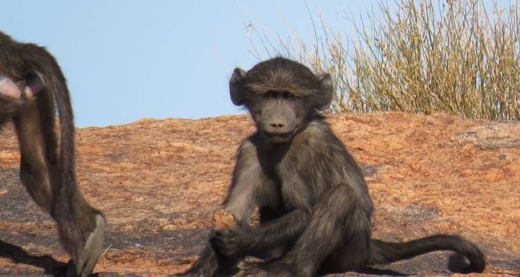 A young baboon sits on warm reddish rock with dry grasses and blue sky in the background.
