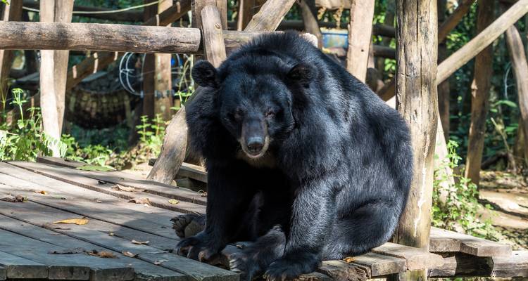 Ein schwarzer asiatischer Bär, der auf einer hölzernen Plattform in einem umzäunten Waldschutzgebiet sitzt.