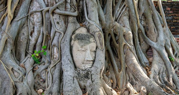 Ancient Buddha head entwined within the roots of a large banyan tree.
