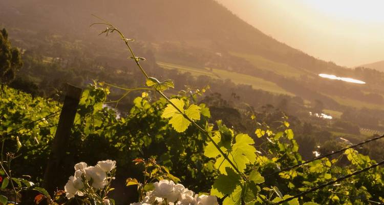 Golden light bathes vineyard leaves and white roses with misty hills beyond.
