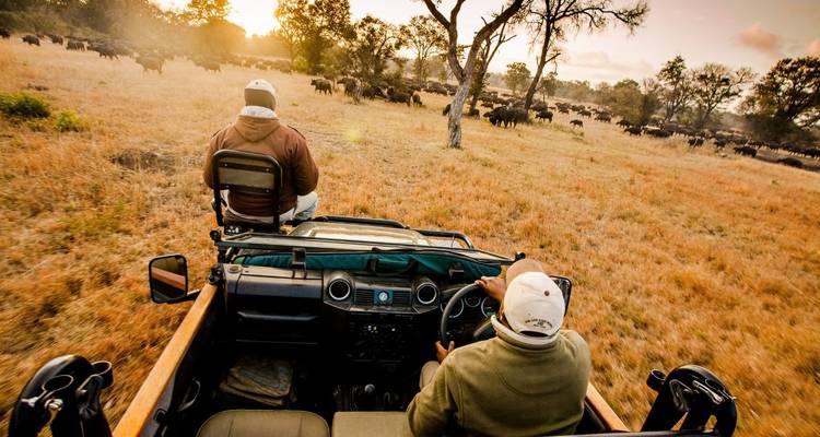 Un véhicule de safari traverse la savane dorée au lever du soleil avec des troupeaux de buffles à l'horizon.