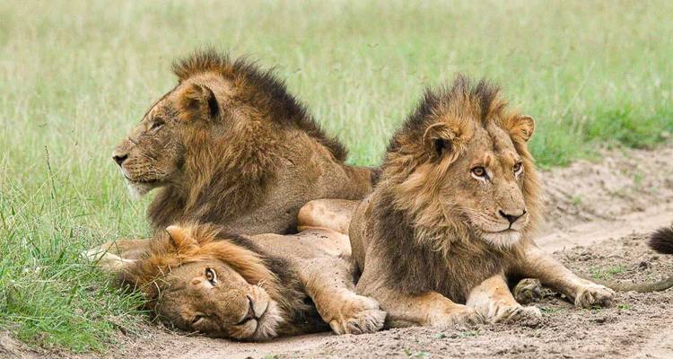 Trois lions mâles se reposant attentivement sur une piste herbeuse dans la réserve.