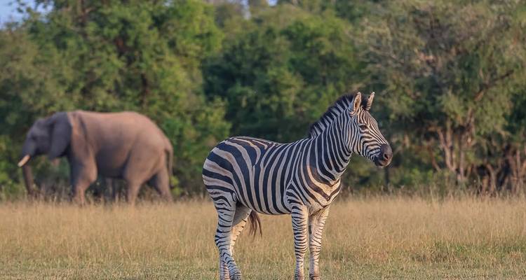 Un zèbre se tient dans la savane avec un éléphant qui broute en arrière-plan flou.