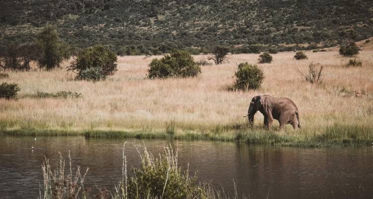 Un elefante solitario pasta junto a un abrevadero tranquilo en una pradera dorada con colinas más allá.