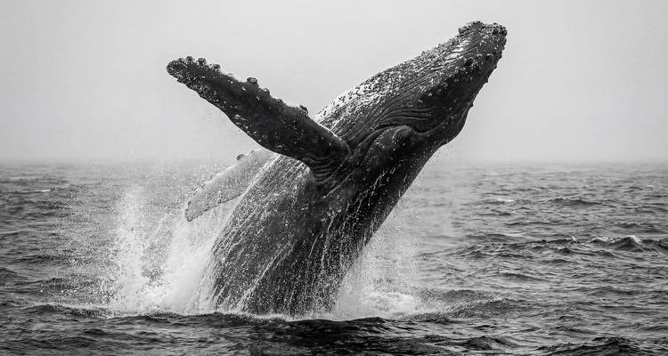 Capture en noir et blanc d'une baleine à bosse jaillissant dramatiquement de la mer agitée