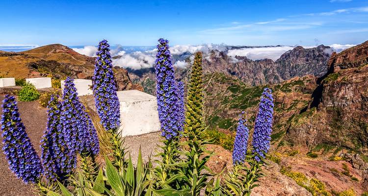 Violette Stolz-der-Madeira-Blüten, die raue Bergipfel über den Wolken rahmen.