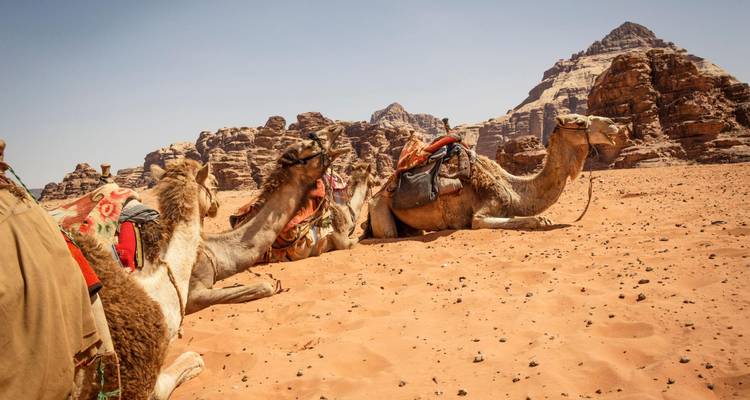 Saddled camels rest on warm sand beneath craggy peaks in the midday sun