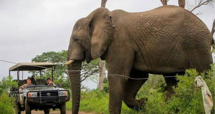 Ein massiver Elefant überquert direkt vor einem offenen Safaribusfahrzeug mit überraschten Touristen.