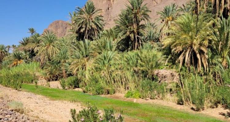 Une oasis luxuriante de palmiers verts pousse sous les parois rocheuses d'un canyon par une journée ensoleillée.