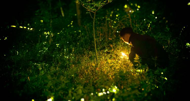 Eine Person hockt auf einer Waldlichtung, die von leuchtenden Glühwürmchen umgeben ist, und hält eine kleine Laterne in den Händen.