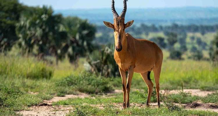 A lone antelope stands alert on a sun-lit savanna with distant rolling hills in Uganda.
