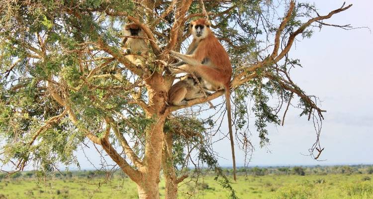 Several monkeys perch on the branches of an acacia tree overlooking vast green plains.