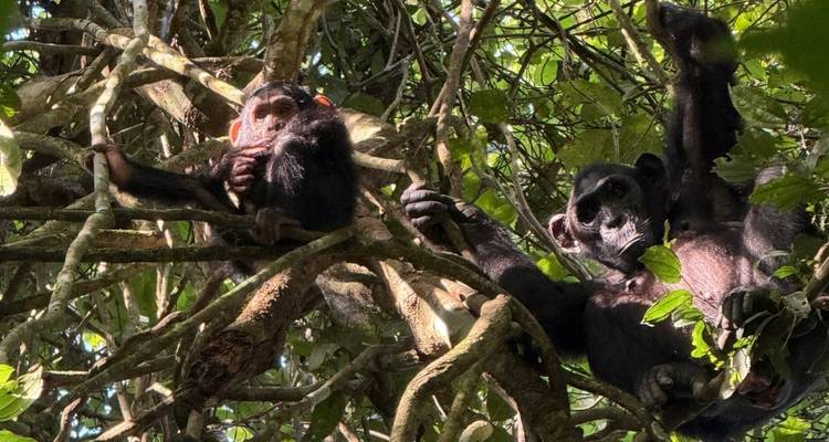 Two chimpanzees lounge high in a leafy forest canopy with dappled sunlight.
