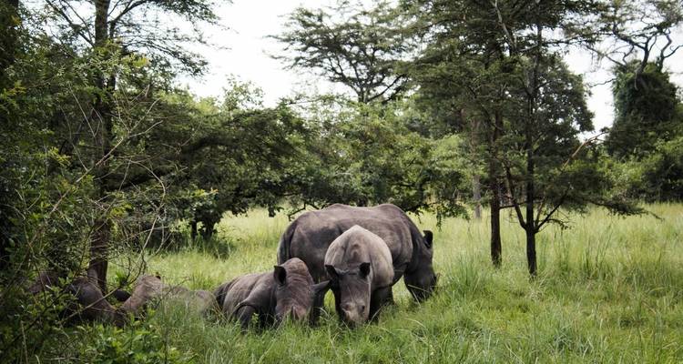 A small crash of rhinos grazes quietly in tall grass near woodland edges.