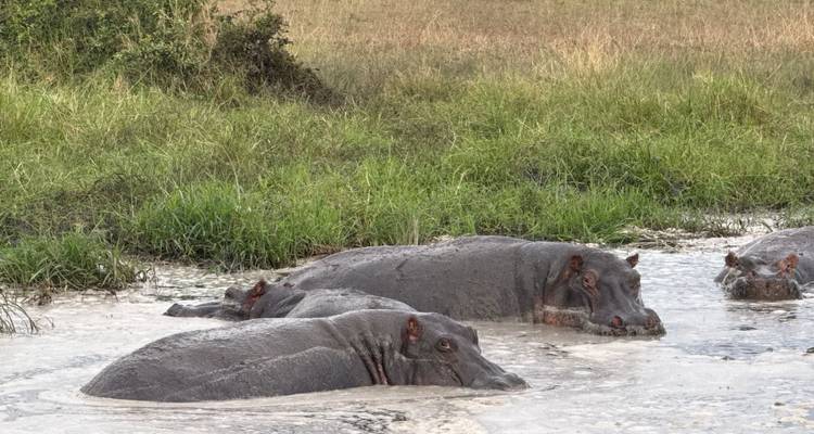 Hippos lie submerged in a muddy watering hole in open savanna.
